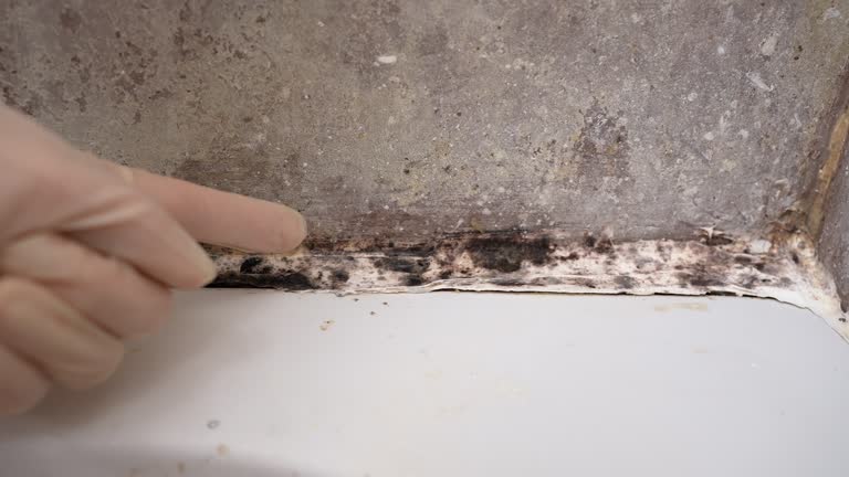 Best Commercial Mold Inspection  in Kettle Falls, WA